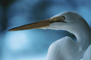 Birdwatching in Morgan County, AL